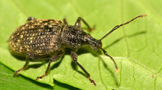 Gefurchter Dickmaulrüssler (4).jpg